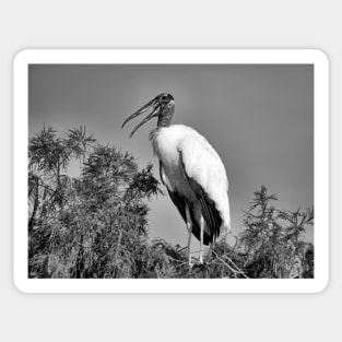 Speaking Stork in Black and White Sticker